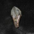 Top Quality Rooted and Unworn Triceratops Tooth #1273-1